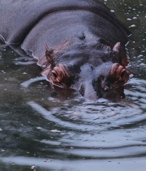 Hipopotamy w Kolumbii