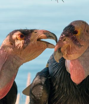 Zagrożone wyginięciem kondory potrafią rozmnażać się bezpłciowo