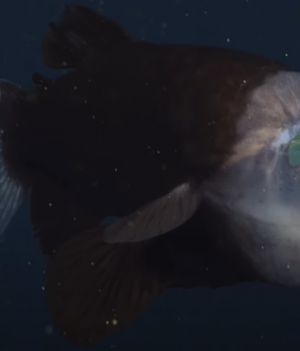 „Kosmiczna ryba” ma przeźroczystą głowę i jeszcze dziwniejsze oczy