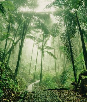 Lasy tropikalne odrastają w zaskakująco szybkim tempie. Efekty widać już po 10 latach