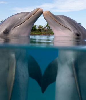 Delfiny tak jak ludzie mogą czerpać przyjemność z seksu