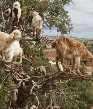 Dlaczego w Maroko kozy wchodzą na drzewa?
