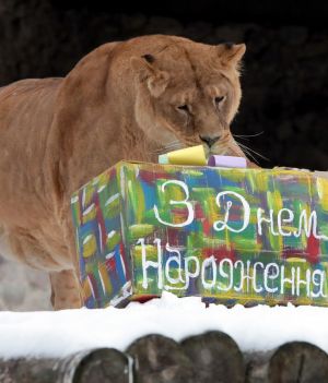 Poznańskie zoo ratuje dzikie zwierzęta z Ukrainy. Pierwszy transport dotarł już do Polski