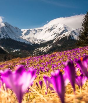 Krokusy w Tatrach i nie tylko. Tam zobaczysz kwiatowe dywany