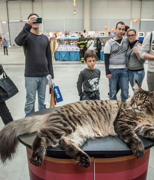 Największe koty domowe - TOP 7 wśród ras domowych (fot. Giorgio Cosulich/Getty Images)