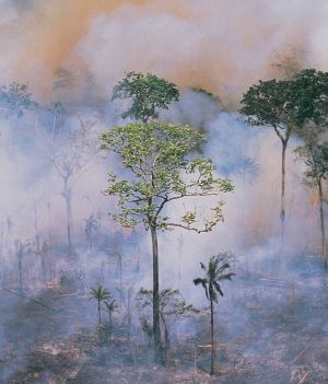 pożar w Amazonii