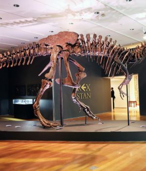 Odnaleziono tyranozaura Stana! Najdroższy szkielet świata trafi do muzeum