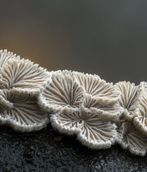 50 – tyle słów może liczyć „język” grzybów. Naukowiec twierdzi, że grzyby używają elektryczności do komunikowania się (fot. Getty Images)