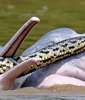 Powstało niesamowite zdjęcie – delfiny z anakondą w pyskach. O co chodzi? (Fot. Entiauspe-Neto et al., Ecology, 2022)