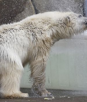 Niedźwiedź polarny – opis, występowanie i zdjęcia. Zwierzę niedźwiedź polarny ciekawostki (fot. Sefa Karacan/Anadolu Agency via Getty Images)