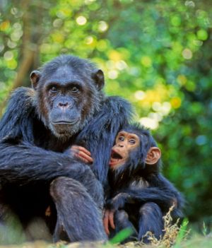 Szympansy mają ukryty język. Nikt o tym nie wiedział, dopóki nie przeanalizowano nagrań tysięcy nawoływań (fot. Avalon/Universal Images Group via Getty Images)