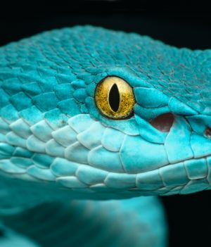 Węże świetnie przystosowały się do warunków panujących na Ziemi. Czy żyjemy w erze węży? (fot. Getty Images)