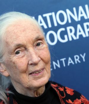 „Nie jest jeszcze zbyt późno na działanie”. Jane Goodall daje nadzieję światu (fot.  David Livingston/Getty Images)