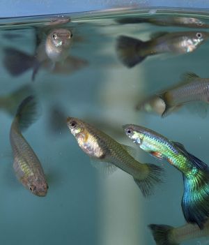 Popularne ryby akwariowe. Top 15 gatunków ryb dla początkujących (fot. Norm Shafer/For the Washington Post)