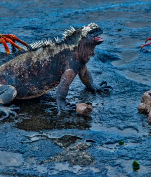 Już nie ma dzikich Galapagos. Naukowcy zalecają „ponowne zdziczenie” jednej z wysp
