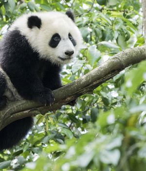 Pandy. Czarno - białe dziwolągi. Czy pandy są agresywne? Ile lat ma najstarsza panda?