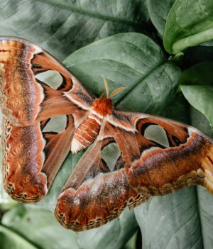 Pawica atlas (Attacus atlas) należy do rodziny motyli pawicowatych