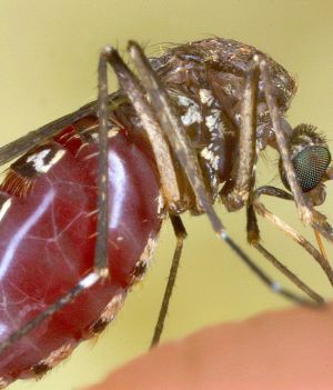 Pewne wirusy powodują, że robisz się „smaczniejszy” dla komarów. To odkrycie może dać nam nowe repelenty (fot. Tom Ervin/Getty Images)