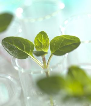 Rośliny będą rosnąć w ciemnościach? Naukowcy opracowali nową metodę sztucznej fotosyntezy i wygrali konkurs NASA (fot. Getty Images)