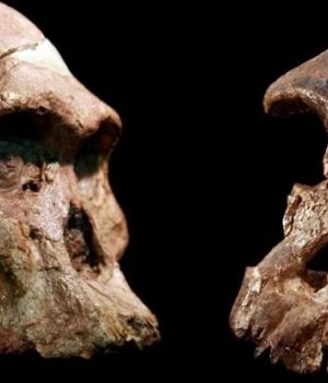 Szczątki hominidów z „Kolebki Ludzkości” są nawet o milion lat starsze niż wcześniej sądzono (fot. (Jason Heaton/Ronald Clarke/Ditsong Museum of Natural History)