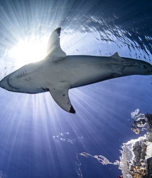 Jak polują żarłacze białe? Według badań zmieniają kolor, zbliżając się do ofiary
