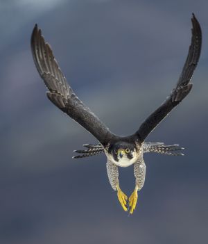 Najszybsze ptaki świata: które ptaki biją rekordy prędkości? (fot. Getty Images)