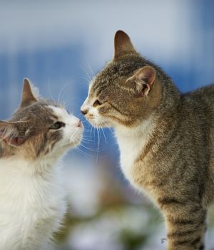 Badania dowodzą, że koty mogą znać imiona innych kotów. Domowników też