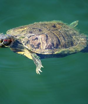 samice żółwia