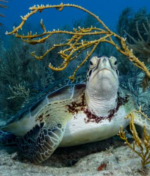 żółw morski