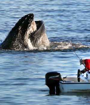 Hity wielorybów potrafią pokonać ocean. Humbaki oddalone o 14 tys. km śpiewają te same pieśni (fot. John Tlumacki/The Boston Globe via Getty Images)
