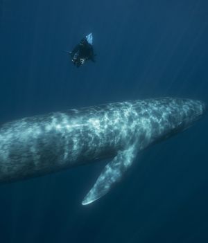 Największy wieloryb. Poznajcie płetwala błękitnego, który waży tyle, co 30 słoni (fot. Getty Images)