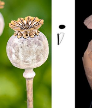 Naukowcy trafili na pierwsze dowody użycia opium w starożytności. Okoliczności? Nietypowe