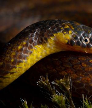 Odkryto trzy nowe gatunki węży żyjących pod ziemią – na cmentarzyskach i w starych kościołach w Andach (fot. Alejandro Arteaga, CC-BY)
