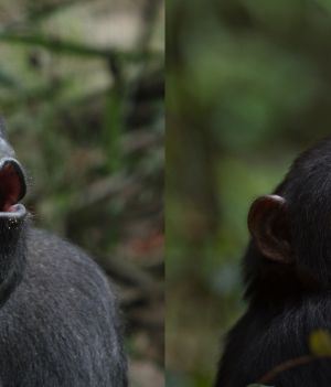 goryle i szympansy