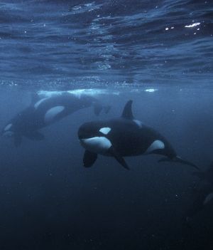 orka oceaniczna