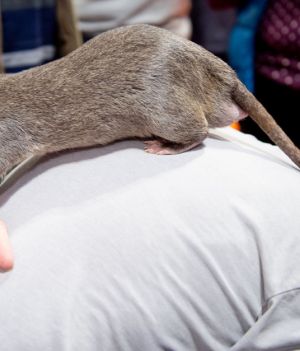 Największe szczury na świecie ważą blisko 3 kg. Gdzie można spotkać takie gryzonie? (fot. Shirlaine Forrest/Getty Images)