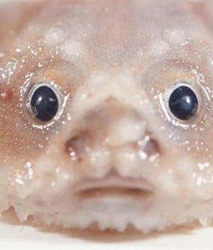 Na dnie oceanu znaleziono najdziwniejsze stworzenia świata. Poznajcie rybę-ravioli i rybę na szczudłach (fot. Ben Healley/Museums Victoria)