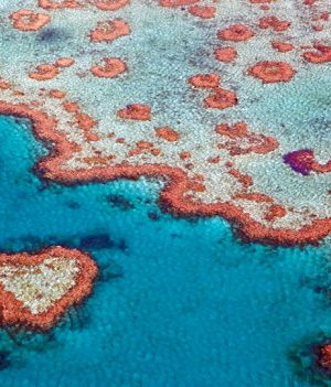 Jak powstała Wielka Rafa Koralowa? Badacze znaleźli brakujący element układanki