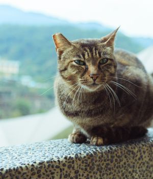 Kot w Tajpej
