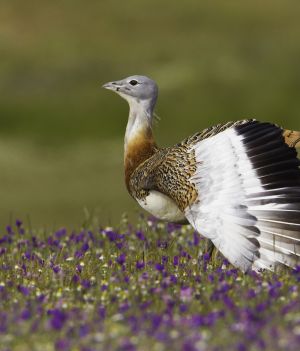Najcięższy latający ptak świata potrafi sam się leczyć. Używa ziół stosowanych w tradycyjnej medycynie (fot. Getty Images)