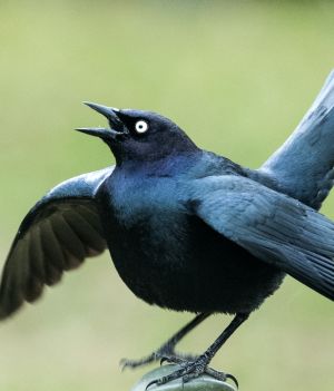 70 niesamowitych ciekawostek o ptakach – dowiedz się więcej o tych zwierzętach (fot. Getty Images)