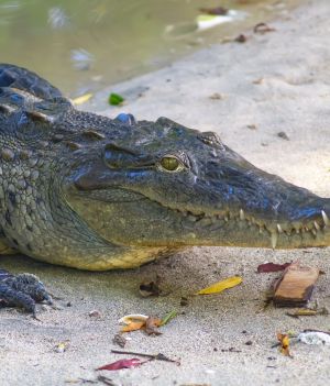 Krokodyle zadomowiły się w toksycznej rzece w Kostaryce. Ścieki najwyraźniej im nie przeszkadzają (fot. Getty Images)