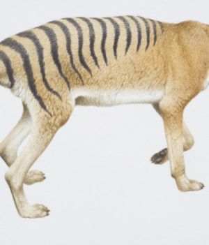 Ostatni tygrys tasmański odnaleziony w muzeum. Jego ponowne odkrycie rzuca nowe światło na wymarcie gatunku