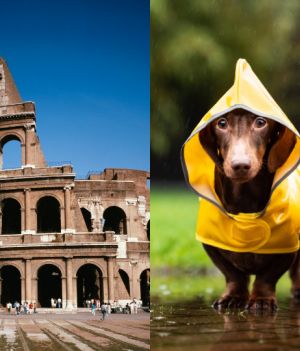 Pod Koloseum znaleziono kości jamników. Czy psy walczyły ze sobą na arenie?
