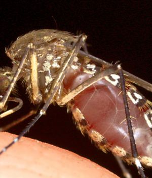 Po co są komary? Choć bardzo ich nie lubimy, ci mali krwiopijcy mają swoją rolę do odegrania w przyrodzie (fot. Tom Ervin/Getty Images)