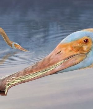 Miał długi dziób, prawie 500 zębów i jadł jak flaming. Naukowcy odkryli nowy, niezwykły gatunek pterozaura (fot. Megan Jacobs)