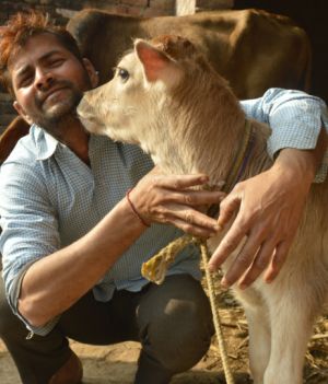 Hindusi zastępują popularne święto Dniem Przytulania Krowy
