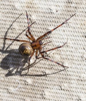 Czy pająk może upolować ssaka? To przerażające wideo pokazuje, jak fałszywa czarna wdowa obezwładnia ryjówkę (fot. Getty Images)