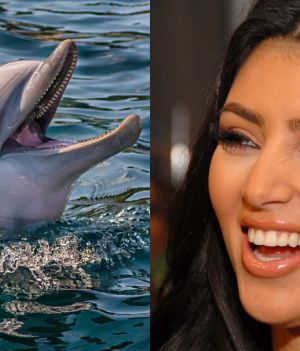Delfiny wydają takie same odgłosy, co siostry Kardashian. Naukowcy mówią o „ewolucyjnym sukcesie”