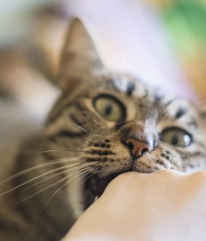 Dlaczego koty gryzą? Wbrew pozorom najczęściej nie jest to przejaw agresji (fot. Getty Images)